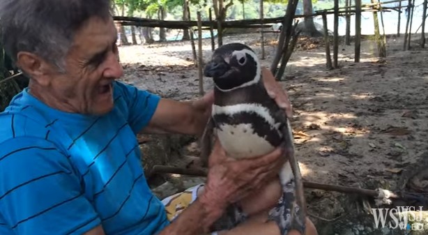 Δείτε τι κάνει αυτός ο πιγκουίνος στον άνθρωπο που τον έσωσε! [video] - Φωτογραφία 1