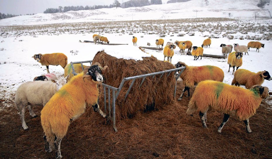 Αποζημιώσεις για το χιονιά ζητούν ο κτηνοτρόφοι από Αποστόλου και Κόκκαλη - Φωτογραφία 1