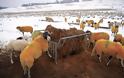 Αποζημιώσεις για το χιονιά ζητούν ο κτηνοτρόφοι από Αποστόλου και Κόκκαλη