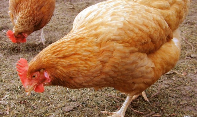 Η γρίπη των πτηνών σκότωσε 28.000 κότες στην Ηλεία - Φωτογραφία 1