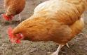 Η γρίπη των πτηνών σκότωσε 28.000 κότες στην Ηλεία