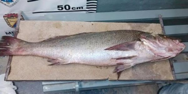 Ψάρι από…χρυσό! Στην Κίνα δίνουν 60.000 δολάρια για να το αγοράσουν - Φωτογραφία 2
