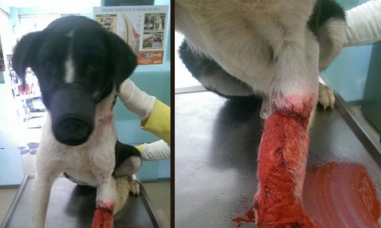 Υιοθέτησαν τον σκύλο που ο ιδιοκτήτης του άφηνε σοβαρά τραυματισμένο από δόκανο στο Φυτώκιο Κοζάνης - Φωτογραφία 1
