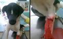 Υιοθέτησαν τον σκύλο που ο ιδιοκτήτης του άφηνε σοβαρά τραυματισμένο από δόκανο στο Φυτώκιο Κοζάνης