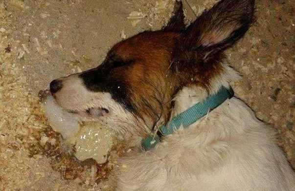 Βαλιμίτικα Αιγίου: Συνελήφθη άνδρας που έβαλε φόλα και σκότωσε το σκυλί της γειτόνισσας του - Φωτογραφία 1