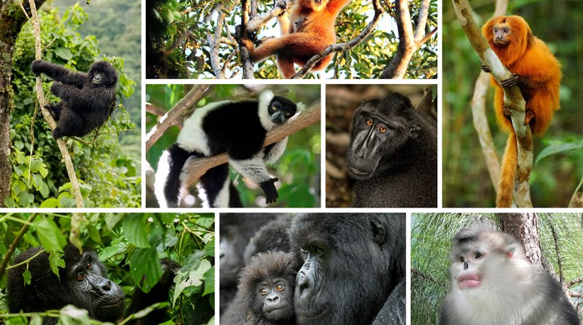 Σχεδόν δύο στα τρία είδη πιθήκων και μαϊμούδων απειλούνται με εξαφάνιση - Φωτογραφία 1