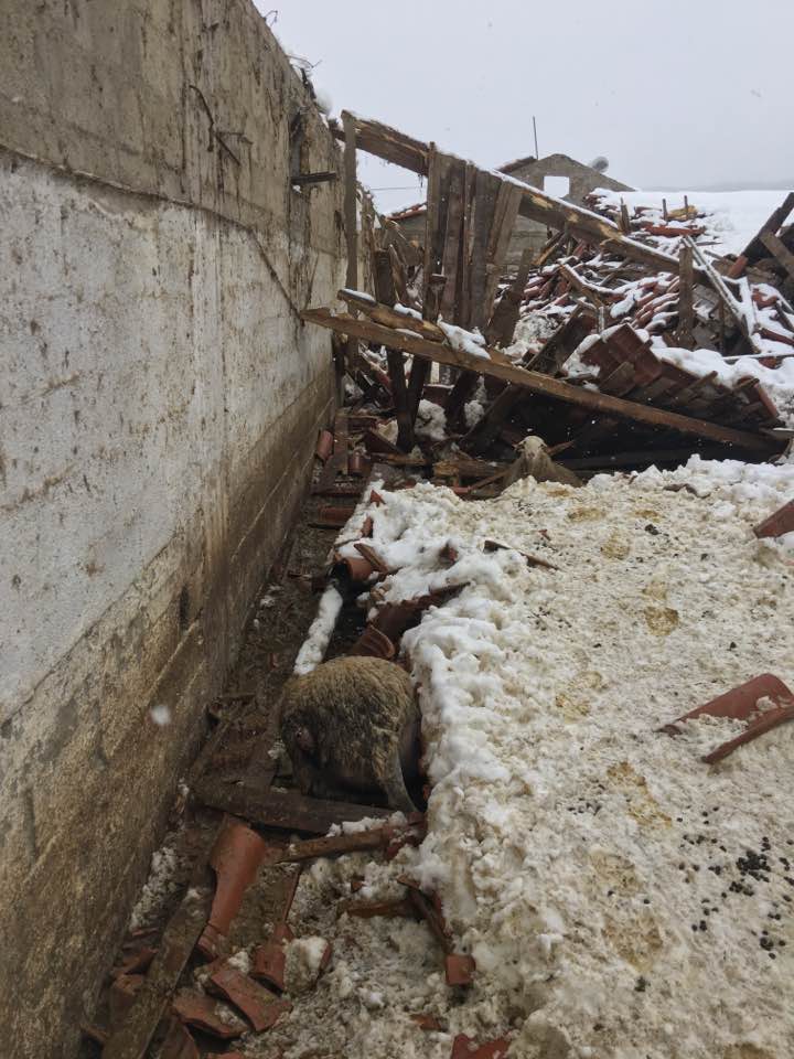 Fwd: Τεράστιες καταστροφές σε κτηνοτροφική μονάδα στη Τρικοκκιά Γρεβενών [ΣΟΚαριστικές εικόνες + video] - Φωτογραφία 2