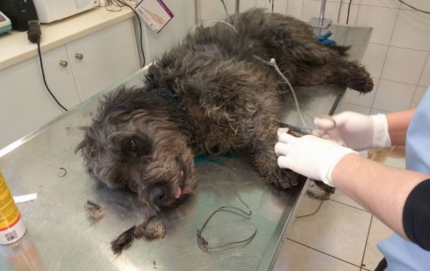 Λέσβος: Βρήκαν τον σκύλο να υποφέρει από την θηλιά με σύρμα - Φωτογραφία 1