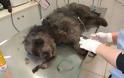 Λέσβος: Βρήκαν τον σκύλο να υποφέρει από την θηλιά με σύρμα
