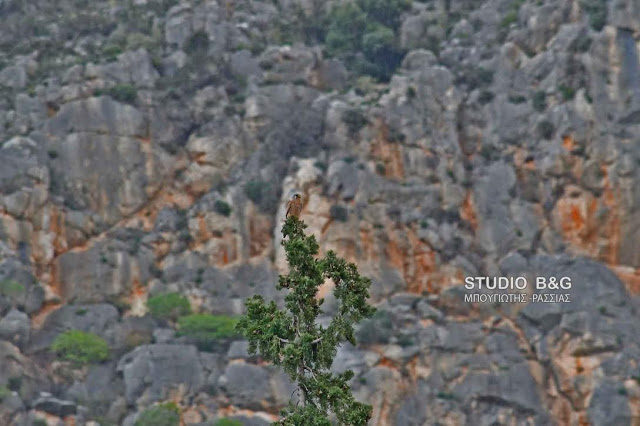 Εντυπωσιακό γεράκι στο Ναύπλιο - Φωτογραφία 2