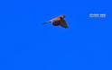 Εντυπωσιακό γεράκι στο Ναύπλιο - Φωτογραφία 1