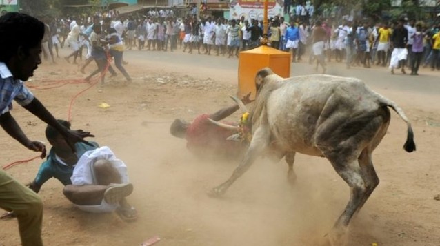 2 νεκροί σε φεστιβάλ ροντέο με ταύρους στην Ινδία - Φωτογραφία 1
