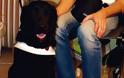 ΑΙΣΧΟΣ: Έριξαν φόλα σε σκύλο-οδηγό τυφλών