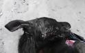 ΗΡΑΚΛΕΙΟ: Χτύπησε μέχρι… θανάτου ένα σκυλάκι με έναν σωλήνα [ΣΚΛΗΡΕΣ ΕΙΚΟΝΕΣ] - Φωτογραφία 3