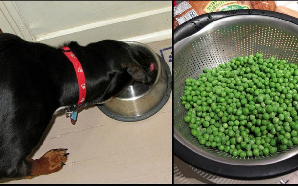 ΑΥΤΕΣ είναι 10 ανθρώπινες τροφές που επιτρέπεται να δίνετε στον σκύλο σας... - Φωτογραφία 1