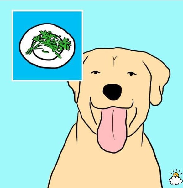 ΑΥΤΕΣ είναι 10 ανθρώπινες τροφές που επιτρέπεται να δίνετε στον σκύλο σας... - Φωτογραφία 6