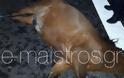 Τροχαία από τα άγρια άλογα που εισβάλουν στην Ιόνια Οδό! 4 μόνο σκοτώθηκαν σε ένα βράδυ! - Φωτογραφία 2