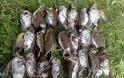 «Οικολόγοι» - κυνηγοί έπιαναν τσίχλες με αγκίστρια στην Αμφεία Καλαμάτας