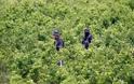 Η Κολομβία καταστρέφει μισό εκατομμύριο στρέμματα καλλιέργειας κοκαΐνης