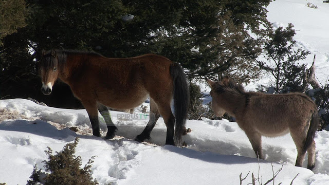 Αλογα Πίνδου Εγκλωβισμένα Στο Χιόνι ...Σώθηκαν Απο Την ΕΜΑΚ [photos+video] - Φωτογραφία 3