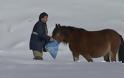 Αλογα Πίνδου Εγκλωβισμένα Στο Χιόνι ...Σώθηκαν Απο Την ΕΜΑΚ [photos+video] - Φωτογραφία 2