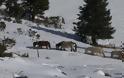 Αλογα Πίνδου Εγκλωβισμένα Στο Χιόνι ...Σώθηκαν Απο Την ΕΜΑΚ [photos+video] - Φωτογραφία 4