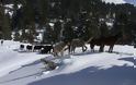 Αλογα Πίνδου Εγκλωβισμένα Στο Χιόνι ...Σώθηκαν Απο Την ΕΜΑΚ [photos+video] - Φωτογραφία 6