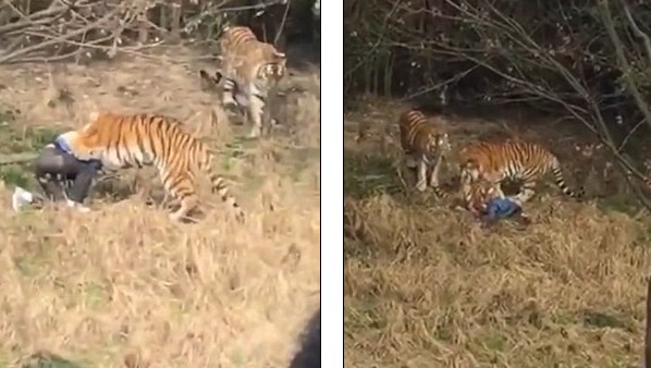 Βίντεο σοκ! Τον κατασπάραξε τίγρης μπροστά στη γυναίκα και το παιδί του - Φωτογραφία 1