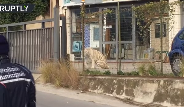 Σικελία: Λευκή τίγρη της Σιβηρίας δραπέτευσε από τσίρκο και έκοβε βόλτες έξω από το Παλέρμο [video] - Φωτογραφία 1