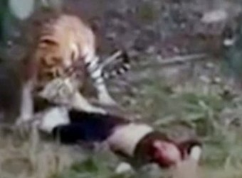 Ανατριχιαστικό βίντεο:Τρεις τίγρεις κατασπάραξαν άνδρα μπροστά στην οικογένεια του - Φωτογραφία 2