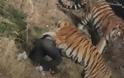Ανατριχιαστικό βίντεο:Τρεις τίγρεις κατασπάραξαν άνδρα μπροστά στην οικογένεια του