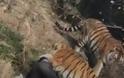 Ανατριχιαστικό βίντεο:Τρεις τίγρεις κατασπάραξαν άνδρα μπροστά στην οικογένεια του - Φωτογραφία 3