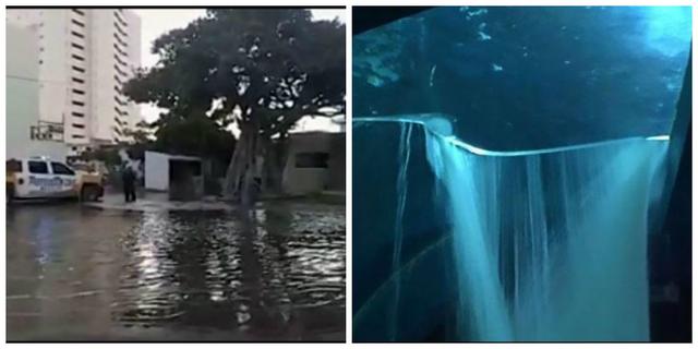 Έσπασε ενυδρείο με καρχαρίες στο Μεξικό - Πλημμύρισαν οι γύρω δρόμοι [video] - Φωτογραφία 1