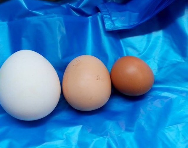 Κότα στον Πόρο έκανε αυγό – «γίγαντα» - Φωτογραφία 2