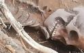 Βρέθηκε ανθρώπινος σκελετός στο Ηράκλειο