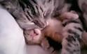 VIDEO: Απίστευτα μικρά γατάκια που κοιμούνται!!