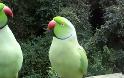 Δεν υπάρχει! Η συνομιλία των παπαγάλων και… το φιλί! [video]