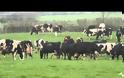 VIDEO: Αγελάδες χορεύουν επειδή ήρθε η άνοιξη!