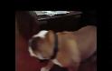 VIDEO: Πώς να κρατήσετε ένα bulldog απασχολημένο χωρίς να κάνετε τίποτα!