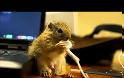 VIDEO: Επική μάχη σκίουρου εναντίον ακουστικών!