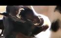 VIDEO: Γατάκι εναντίον Doberman