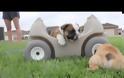 VIDEO: Κουτάβια αγγλικά bulldog στο πάρκο