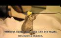 VIDEO: Ο εκπληκτικός γάτος Pip…