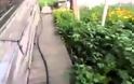 VIDEO: Υπάρχει πολύ αγάπη μεταξύ σκύλου και γάτας!