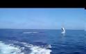 Πάμε να ψαρέψουμε καρχαρίες; [video]