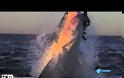 Επιθέσεις καρχαρία, σε slow motion