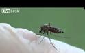 AΠΙΣΤΕΥΤΟ VIDEO: Πως τσιμπάει το κουνούπι