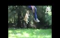 Όταν τα σκυλιά κάνουν κούνια... [Video]