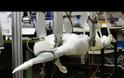 ΘΑΥΜΑ: Έφτιαξαν ρομπότ που κολυμπάει σαν άνθρωπος! [ΒΙΝΤΕΟ]