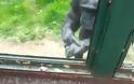 ΣΥΓΚΙΝΗΤΙΚΟ VIDEO: Χιμπατζής ζητά από επισκέπτες να τον ελευθερώσουν!